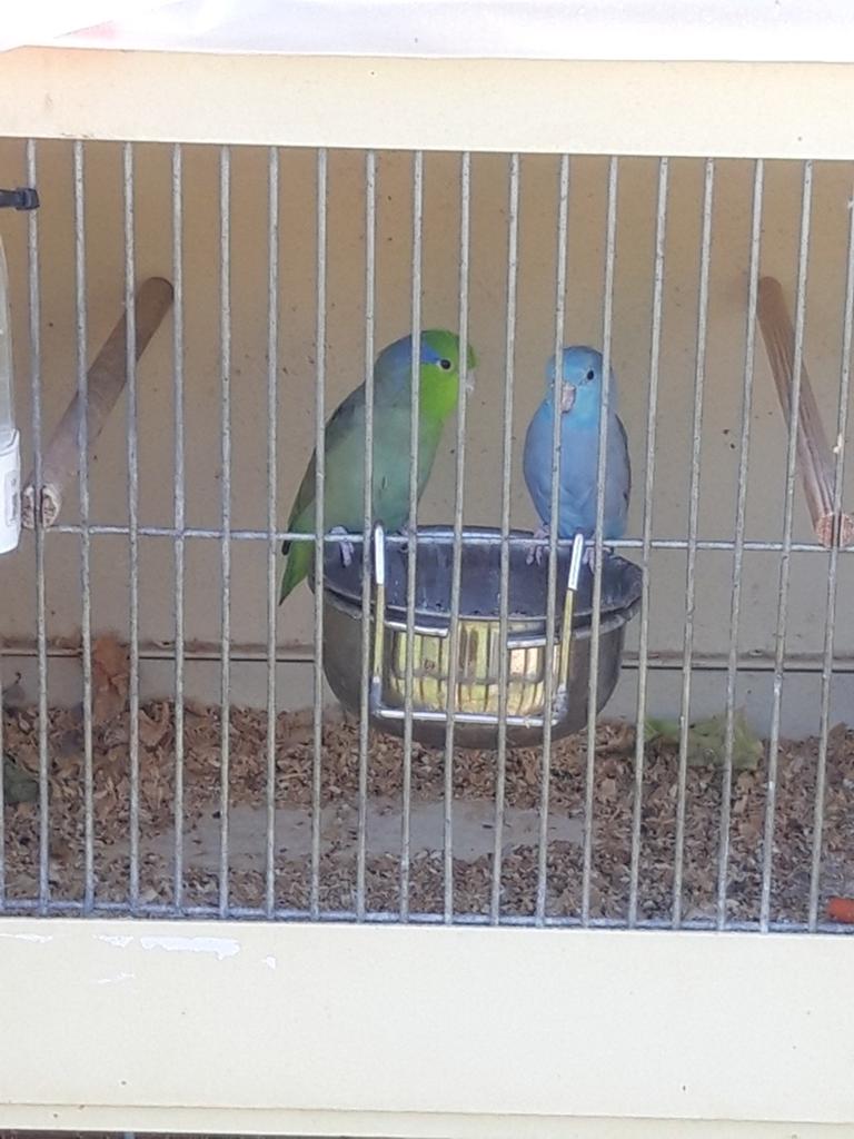 Koppel forpussen geringd man groen pop blauw, Bagué