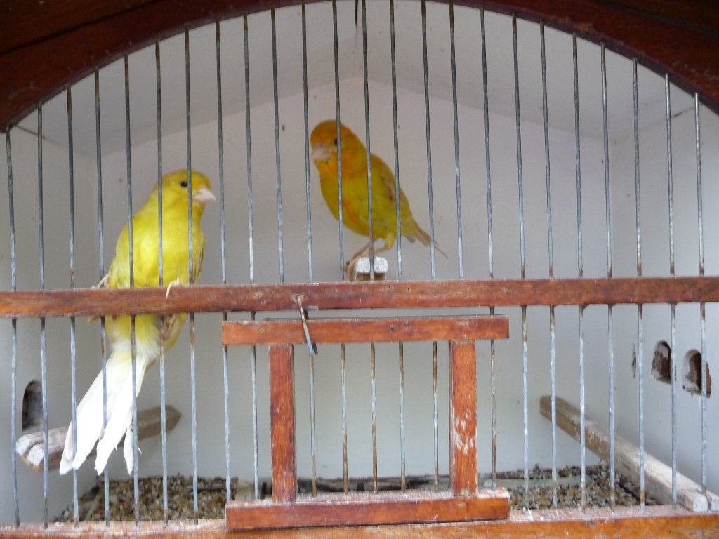 kanarievogels, Dieren en Toebehoren, Meerdere dieren, Kleurkanarie