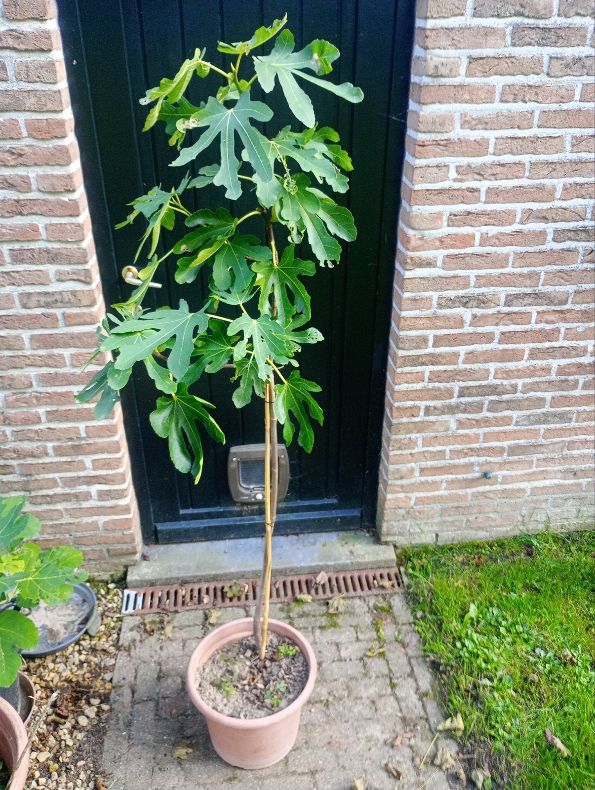 vijgenstruik met vijgen, Enlèvement, 100 à 250 cm