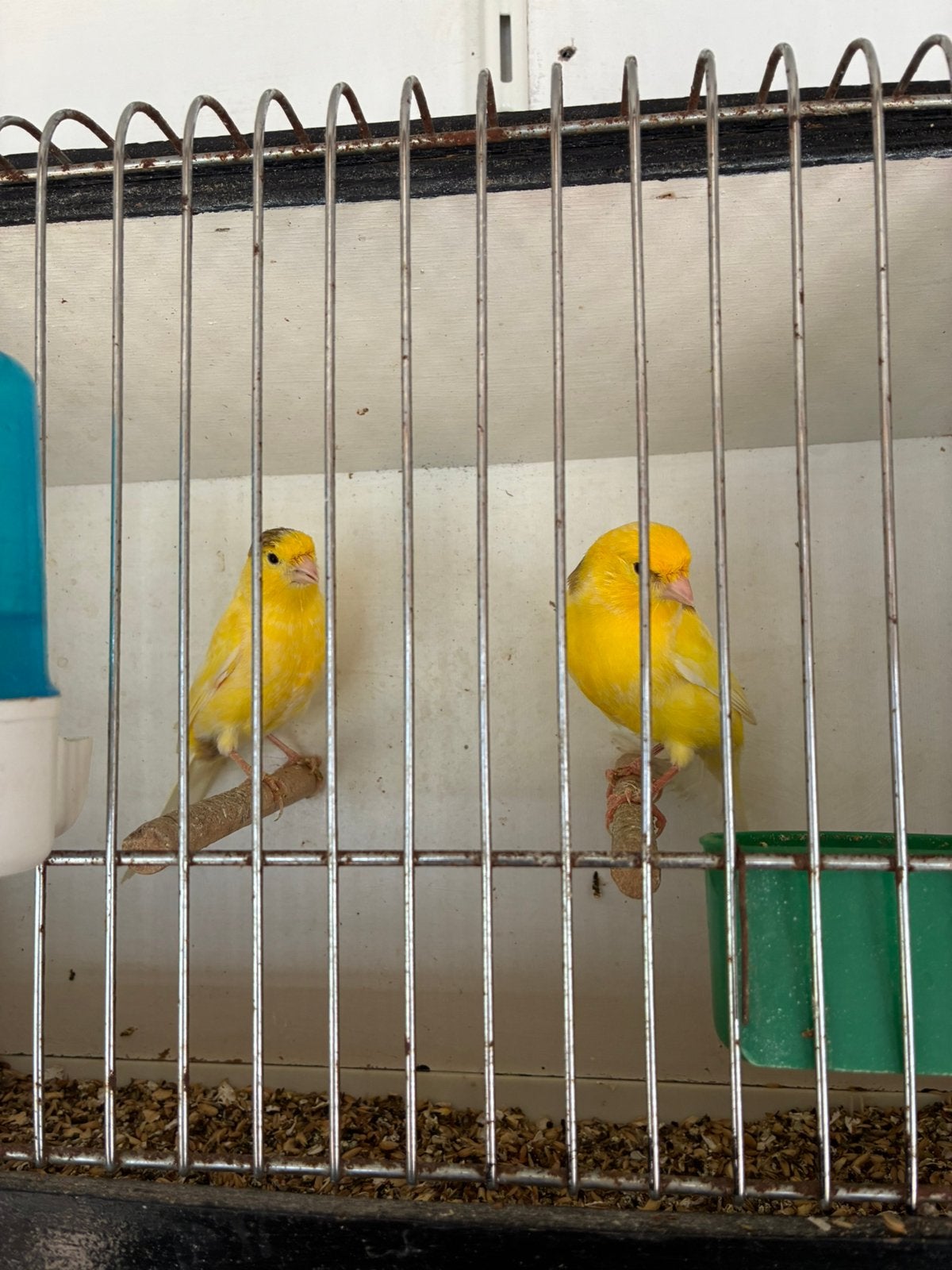 Jonge Kanaries, Plusieurs animaux, Canari de couleur
