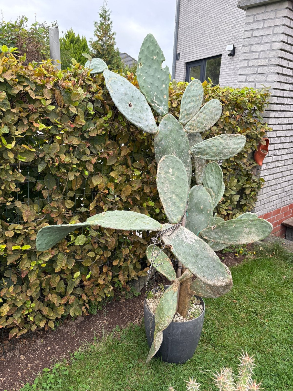 Winterharde cactus, Tuin en Terras, Herfst, 100 tot 250 cm, Volle zon, In pot