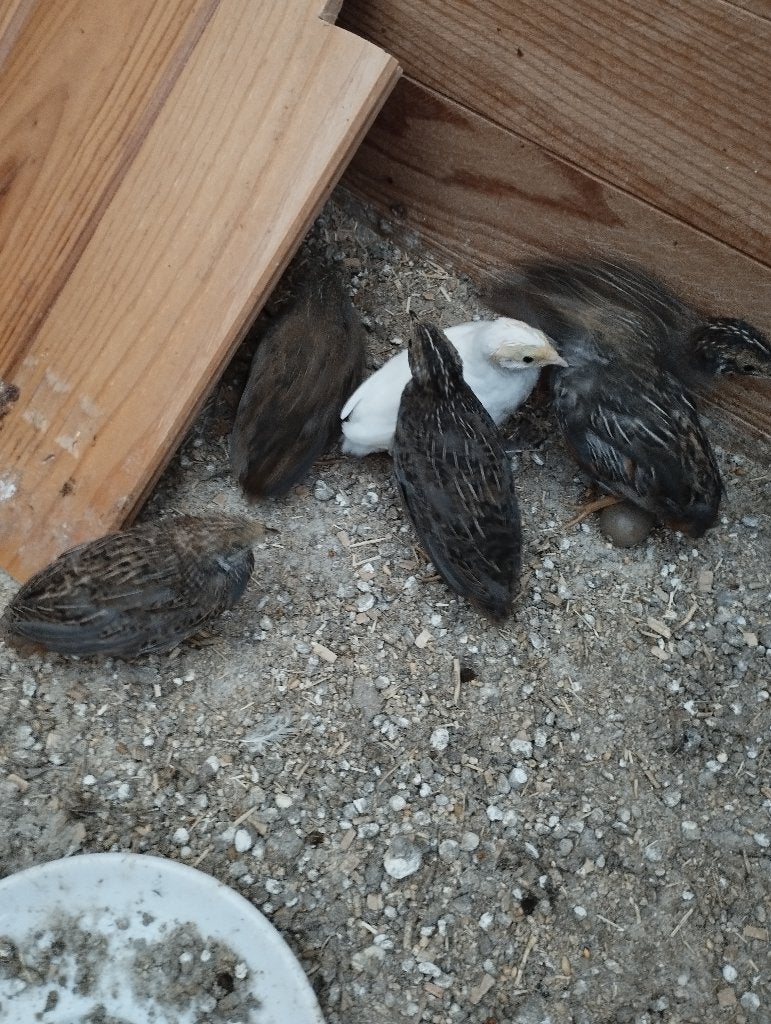 Chinese dwergkwartels, Meerdere dieren