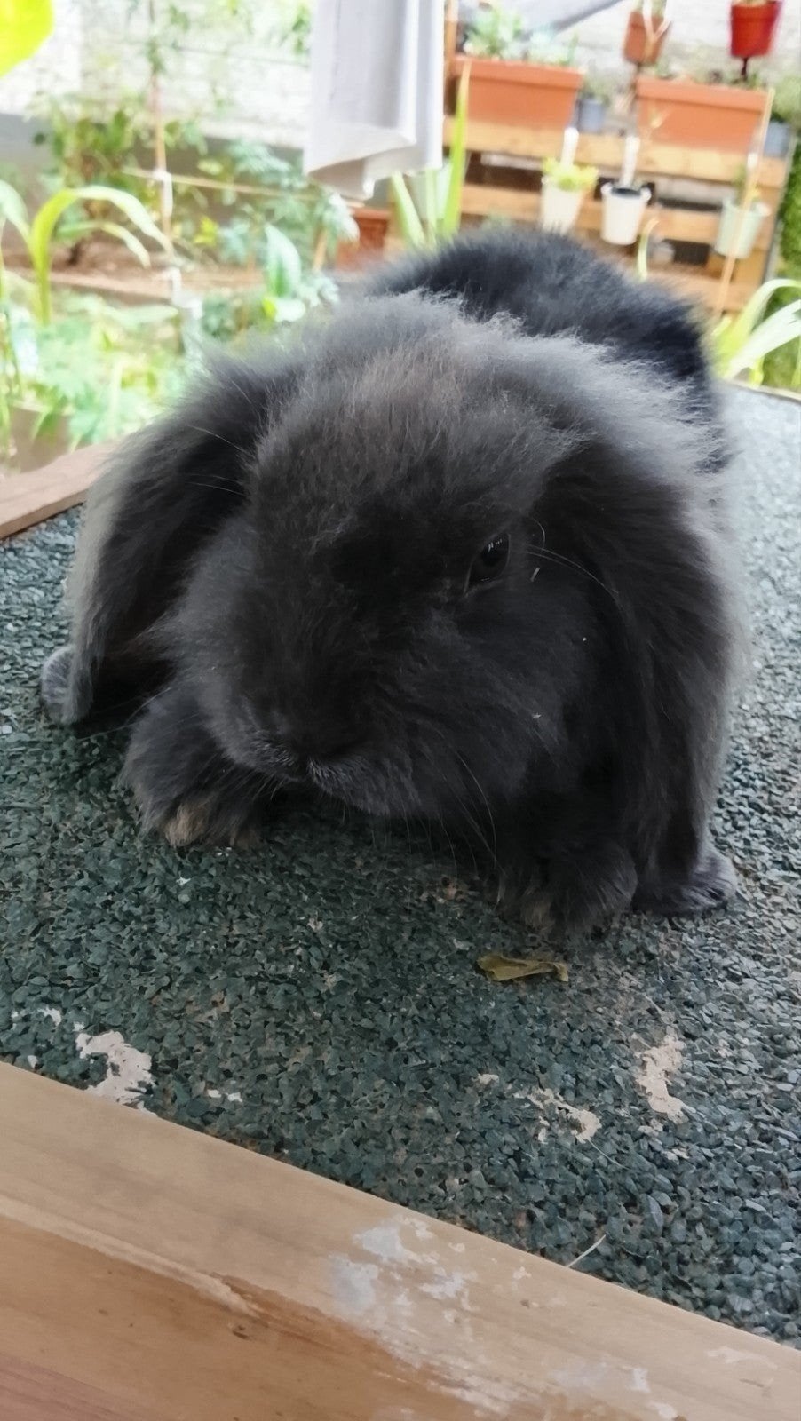 Lapin gris pour vendre, Femelle