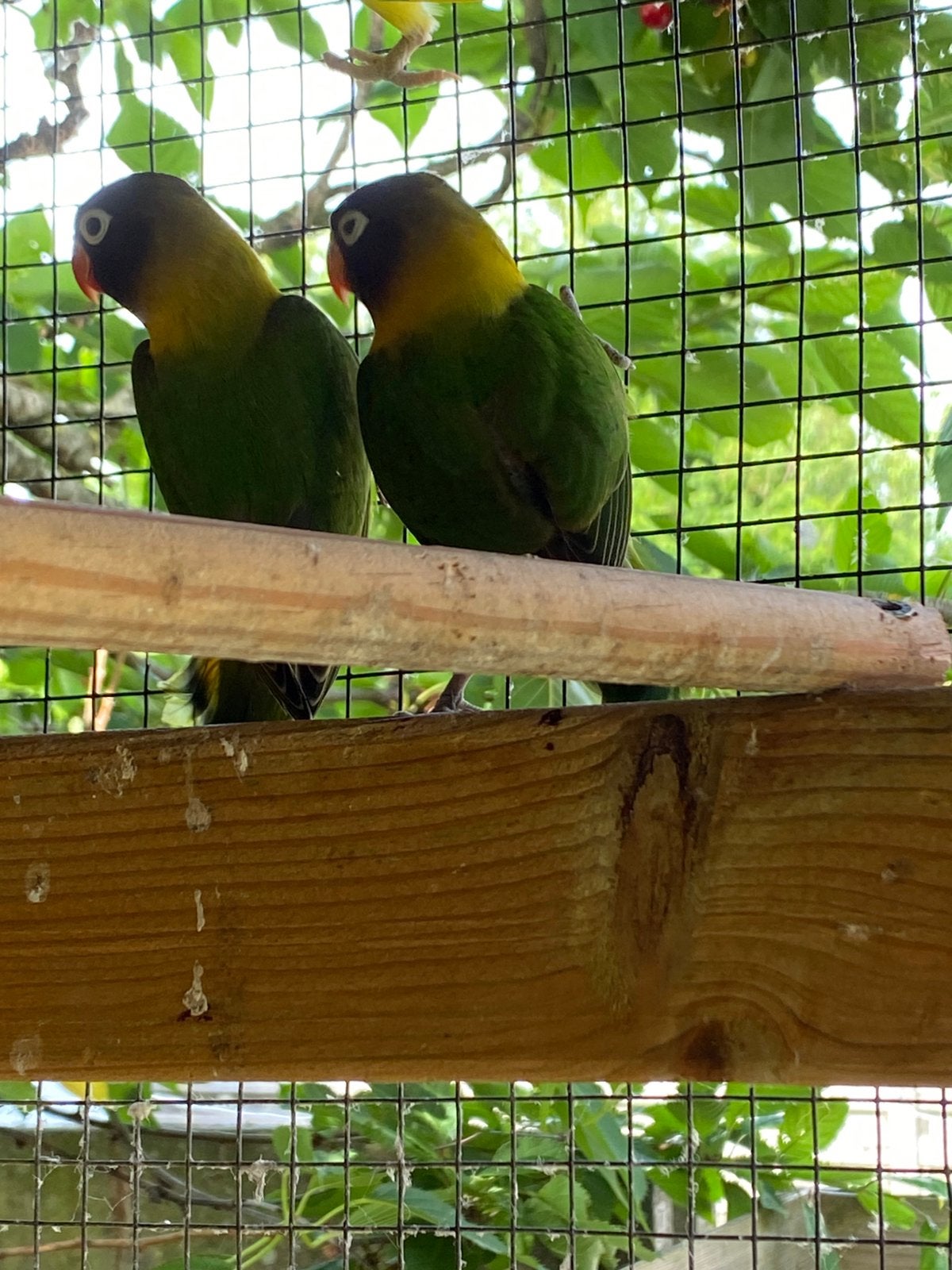 Te koop! 3 jonge dwergpapegaaien, Dieren en Toebehoren, Geslacht onbekend, Dwergpapegaai of Agapornis