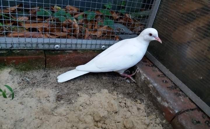 jonge witte tortelduif (man), Animaux & Accessoires