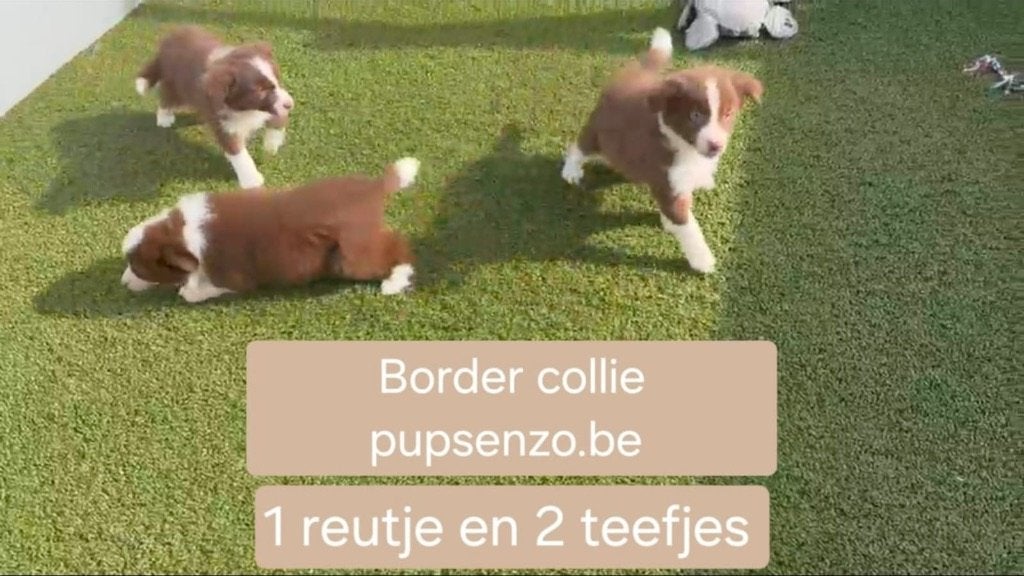 Chiots border collie, Colley, Plusieurs, Belgique, Plusieurs animaux