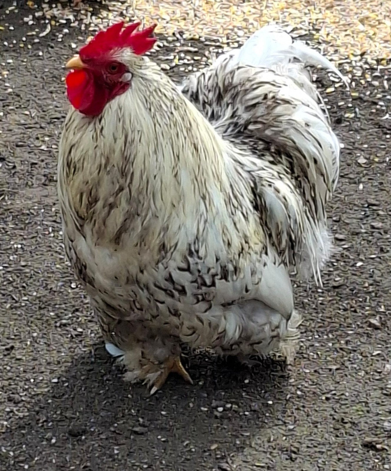Gratis haan, Dieren en Toebehoren, Pluimvee