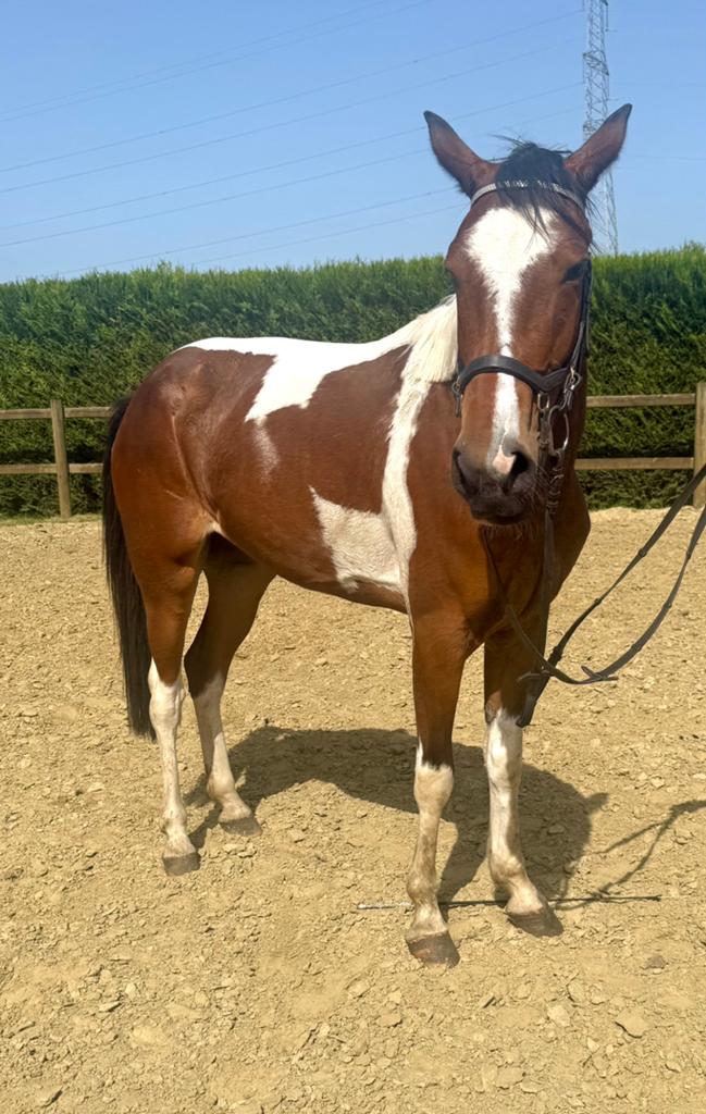 Un appareil polyvalent super courageux, Animaux & Accessoires, Chevaux, Jument