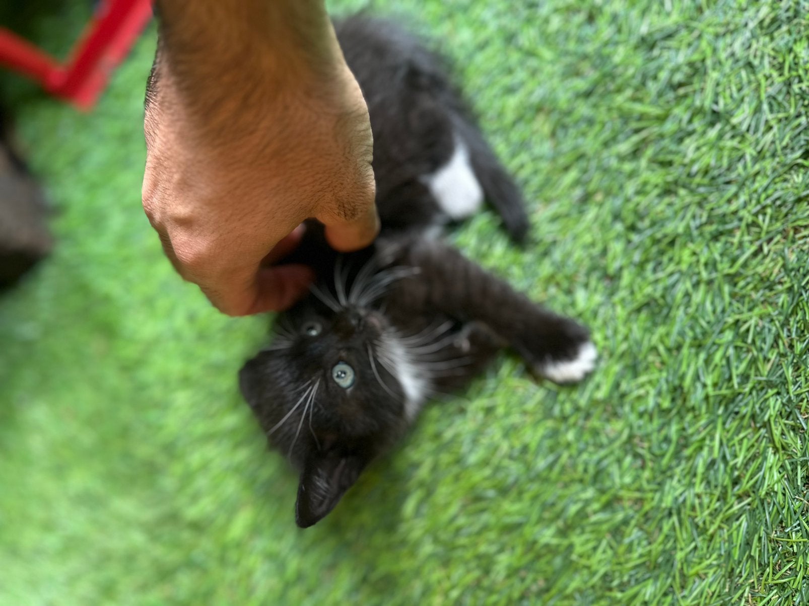 Kitten, Dieren en Toebehoren, Poes, Kortharig, 0 tot 2 jaar