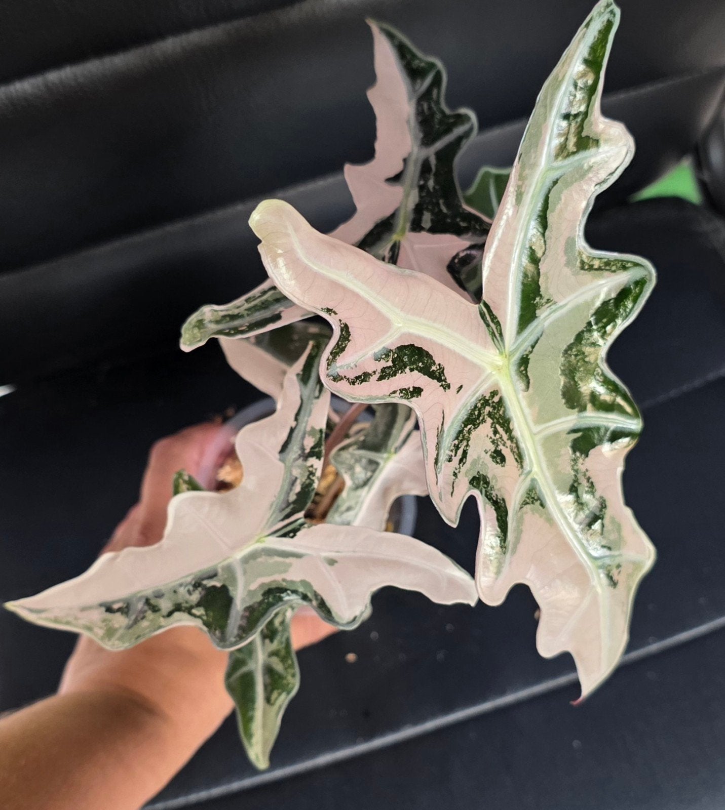 Alocasias te koop, Ophalen