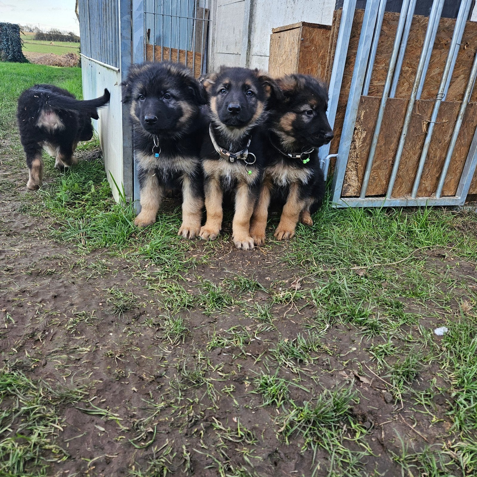 Duitse herder pups, 8 à 15 semaines, Plusieurs, Éleveur | Loisir, Belgique