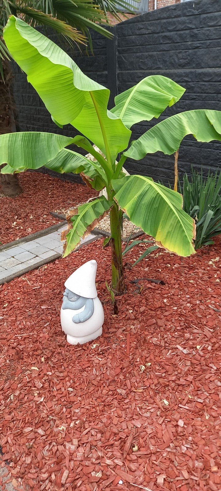 Des bananiers., Jardin & Terrasse, Plantes | Jardin, Enlèvement