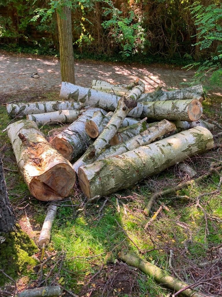 Brandhout stammen Berkenboom, Tuin en Terras, Brandhout, Ophalen, Berkenhout, Stammen