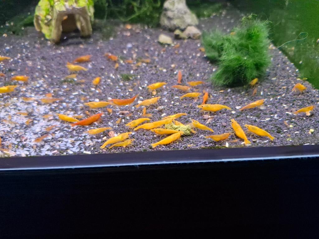 Neocaridina Orange - Oranje Garnalen, Dieren en Toebehoren, Kreeft, Krab of Garnaal, Zoetwatervis