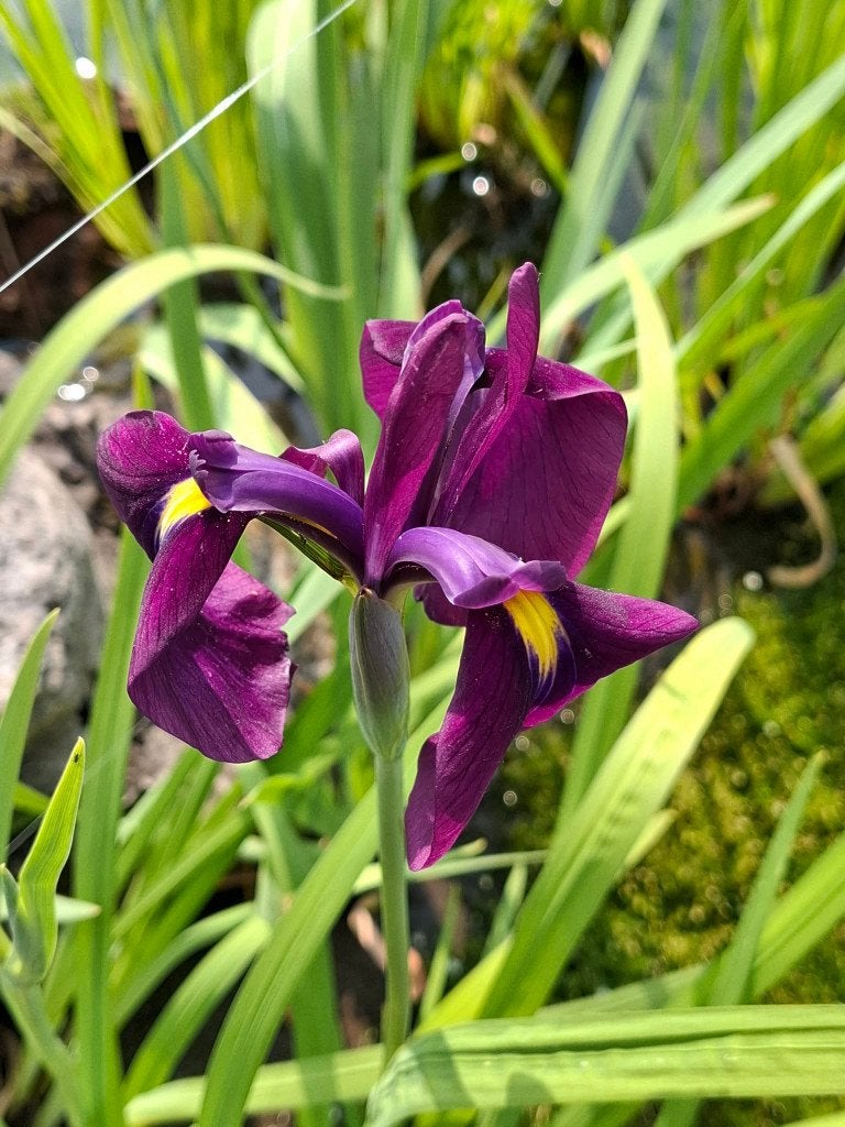 Iris ensata, Tuin en Terras, Ophalen, Vijverplanten