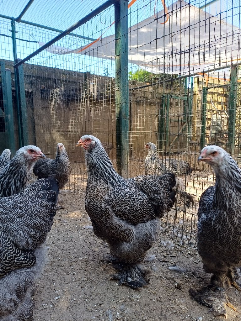 brahma hennen, Femelle, Poule ou poulet