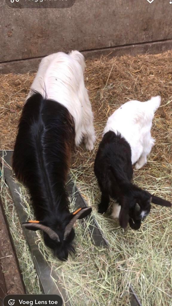 Wallische geiten bokken, Dieren en Toebehoren, Schapen, Geiten en Varkens