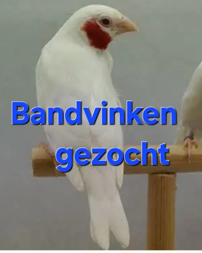 Gezocht, Dieren en Toebehoren, Vogels | Overige Vogels