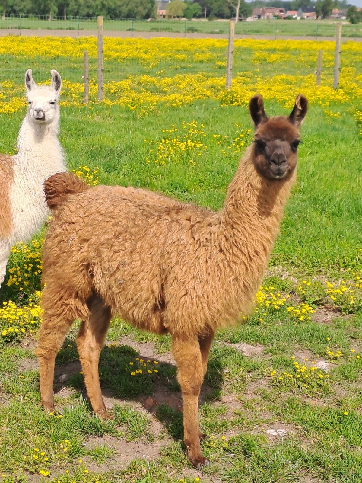 Jonge lama, Dieren en Toebehoren, Overige Dieren, Mei
