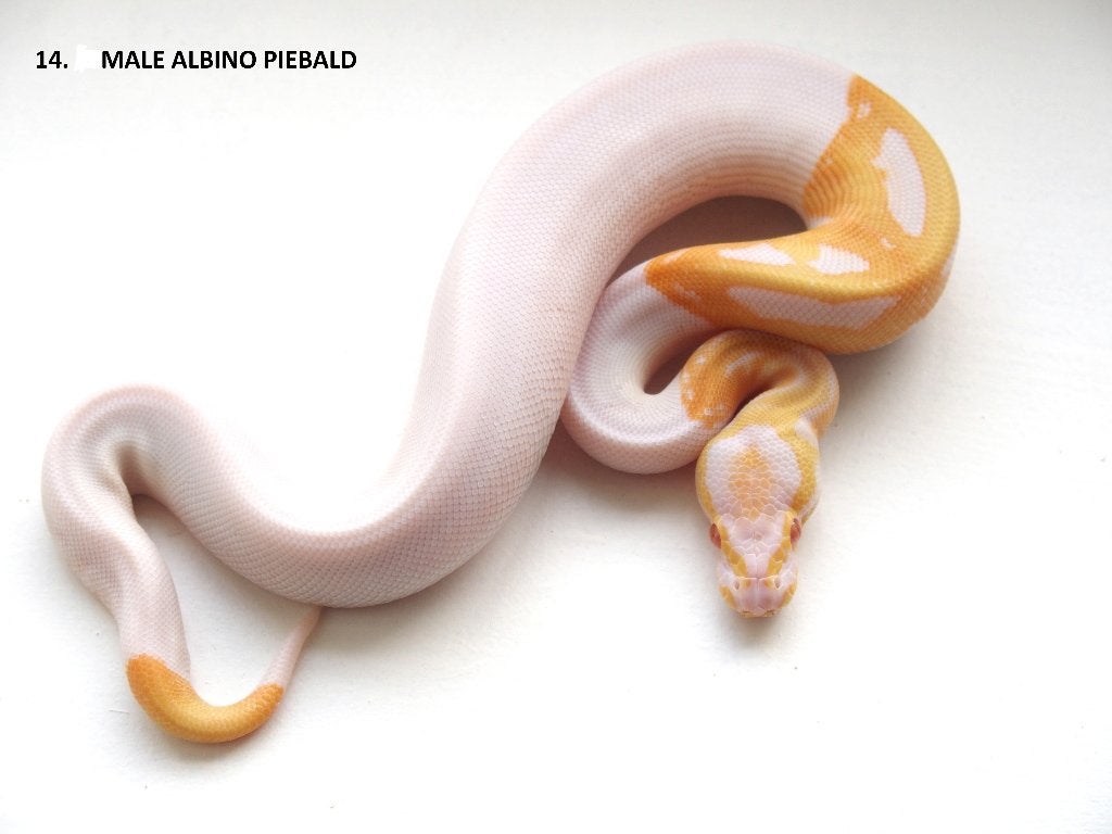 Koningspythons nakweek 2026 Ball Python photo 14