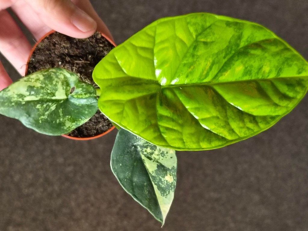 Alocasia Sinuata Aurea, Enlèvement ou Envoi
