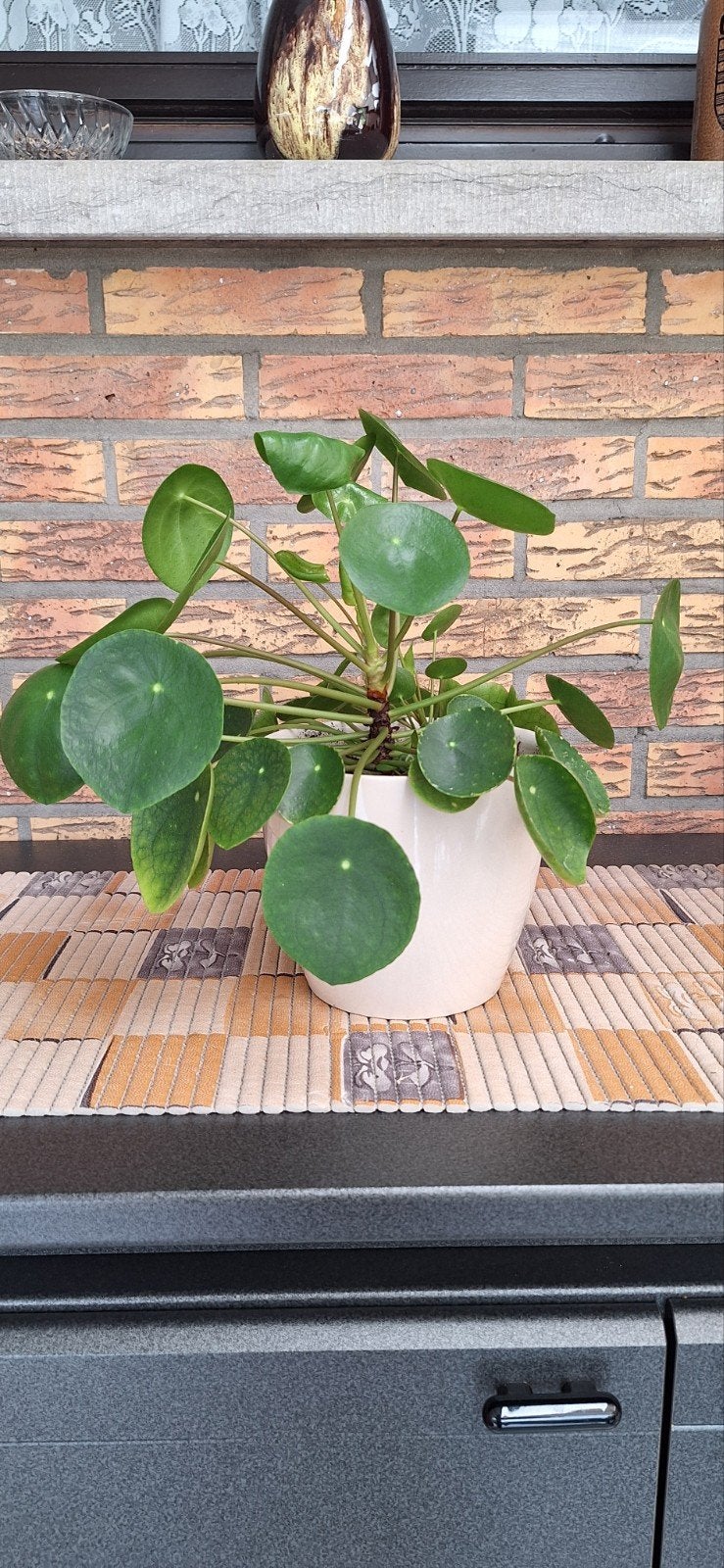 Pannenkoeken plant met pot, Huis en Inrichting, Ophalen