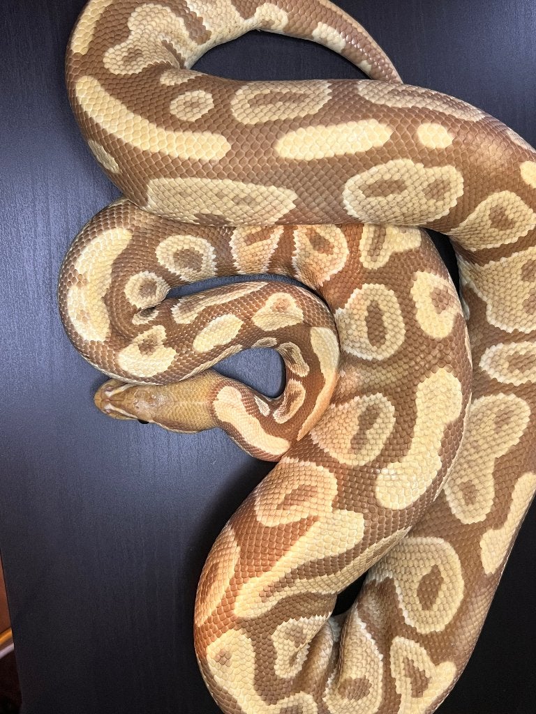 Ball Python vrouw, Dieren en Toebehoren, Reptielen en Amfibieën, Slang, Tam, 7 tot 10 jaar