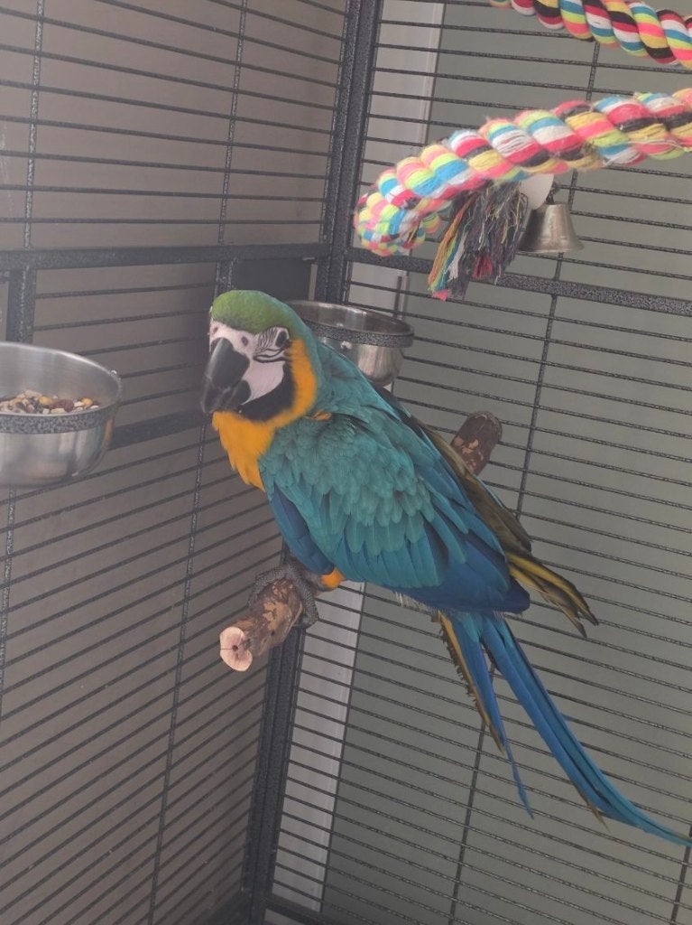 Ara ararauna + cage, Femelle, Perroquet, Domestique