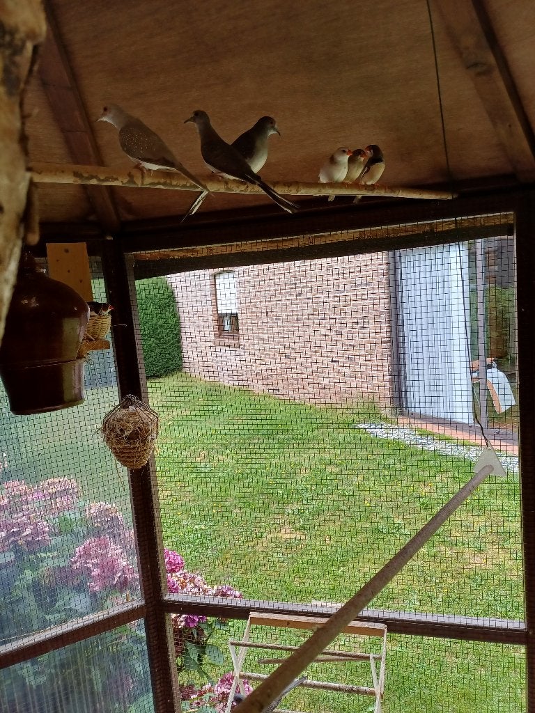 Vogels, Meerdere dieren, Tropenvogel
