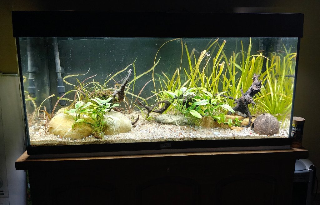 Juwel Rio 180 aquarium met toebehoren, Dieren en Toebehoren, Ophalen, Gebruikt, Inclusief deksel, Gevuld zoetwateraquarium
