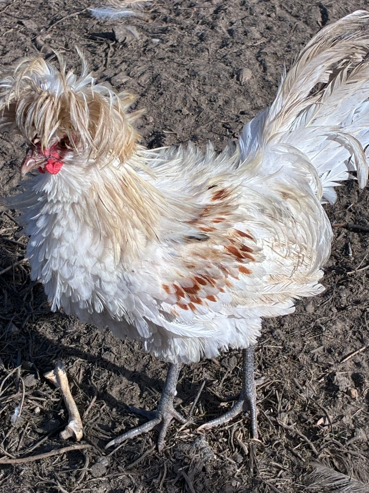 Padua haan, Dieren en Toebehoren, Mannelijk, Kip