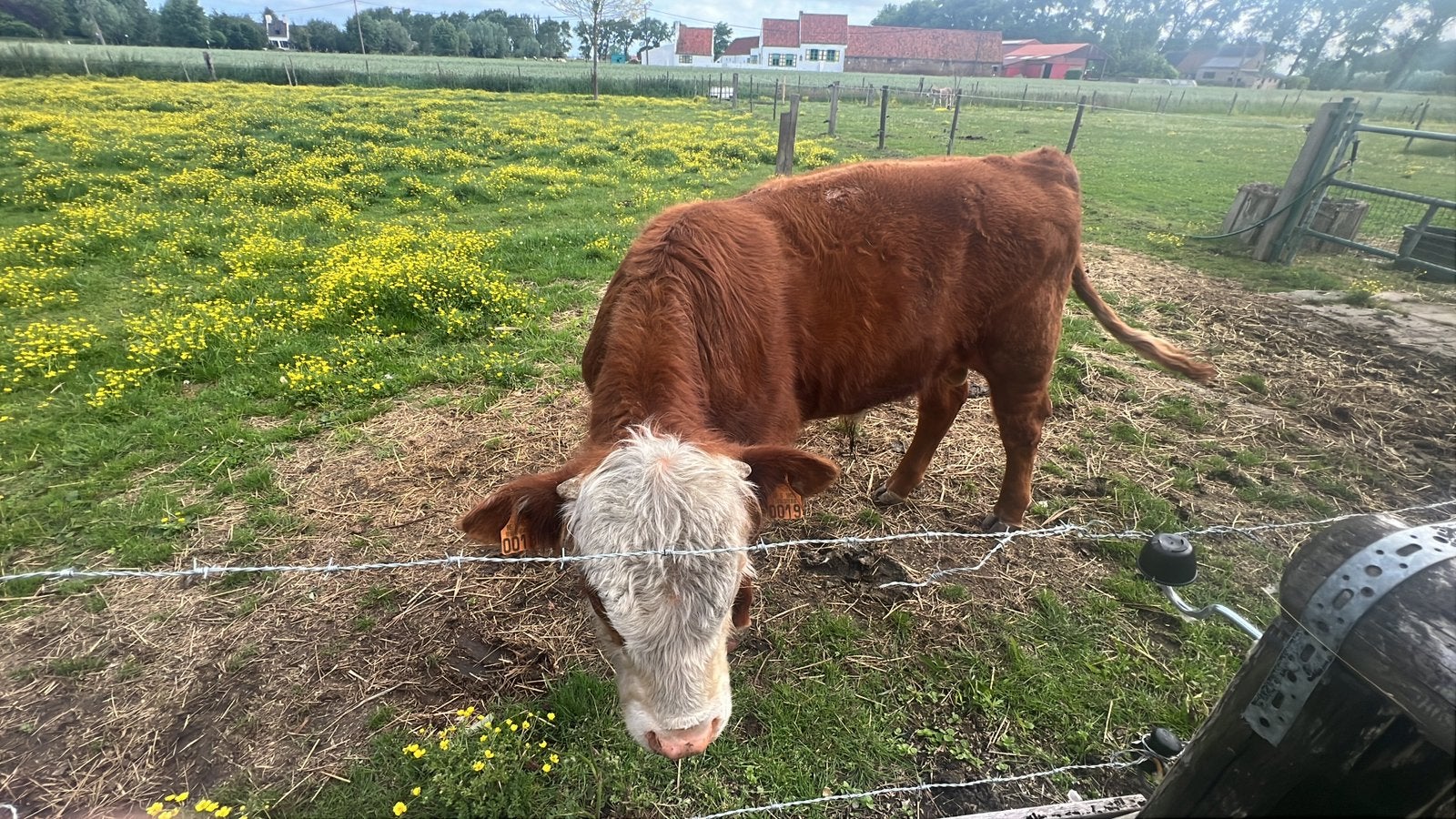 Hereford stier