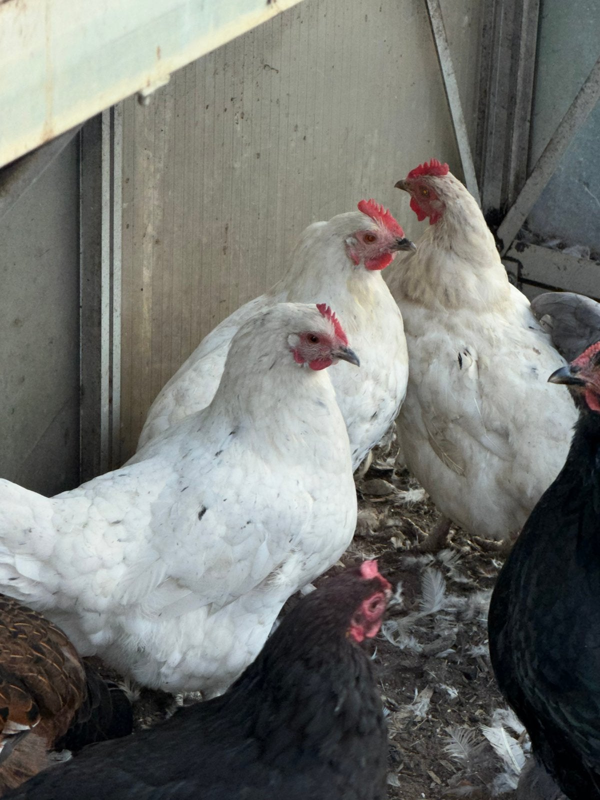 Kippen, Meerdere dieren, Kip