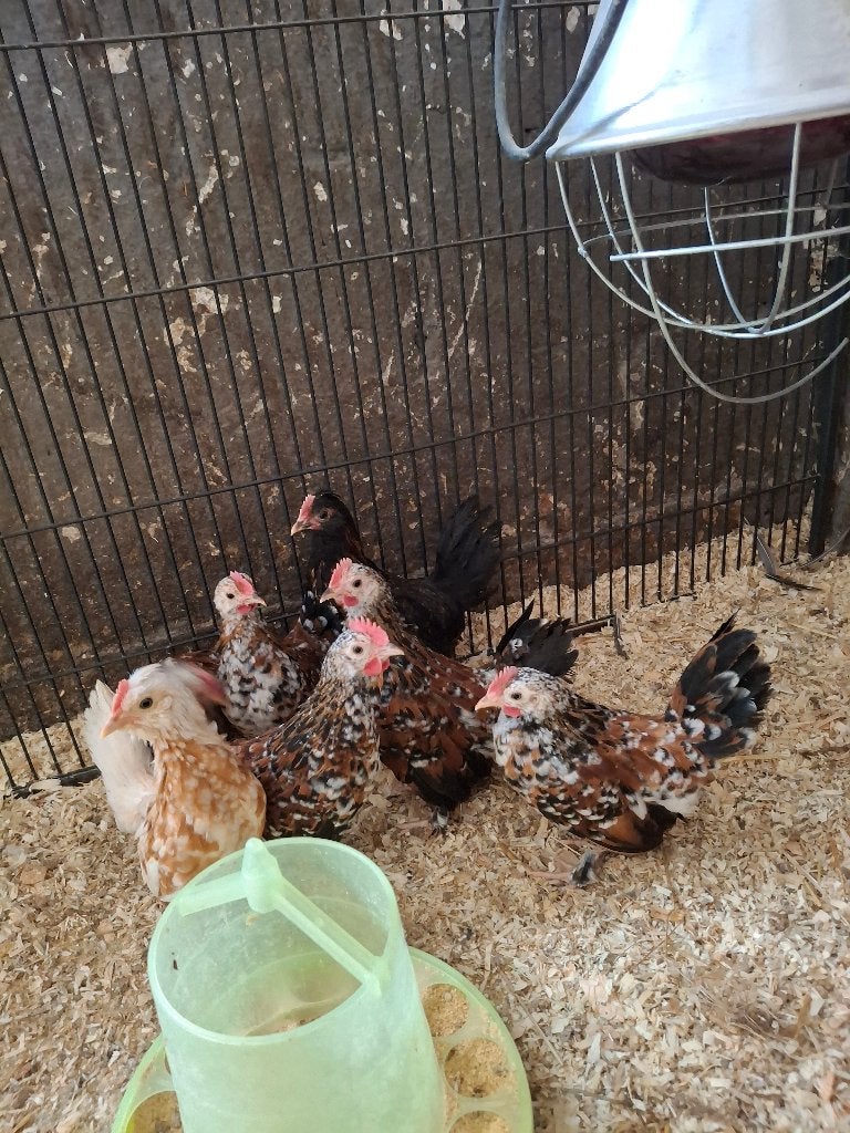 Jeune poules ou coqs, Animaux & Accessoires, Plusieurs animaux, Poule ou poulet