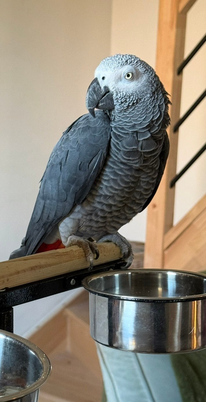 Perroquet, Gris du Gabon 7 an, Dieren en Toebehoren, Vogels | Hokken en Kooien, Ophalen