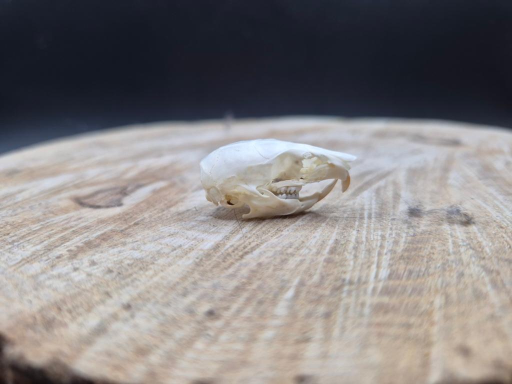 Crâne de rongeur véritable (rat) - Taxidermie / O, Enlèvement ou Envoi, Crâne