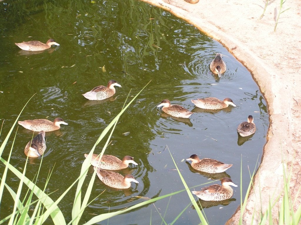 Jonge versicolortalingen, Dieren en Toebehoren, Pluimvee