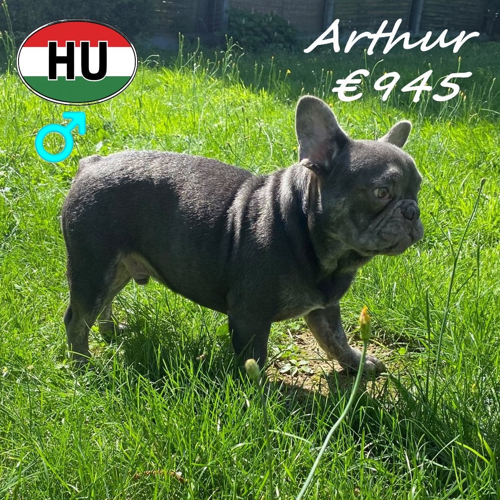 Bouledogue Français Arthur, un compagnon attachant, 15 semaines à 1 an, Chien (mâle), Hépatite contagieuse (maladie de Rubarth)