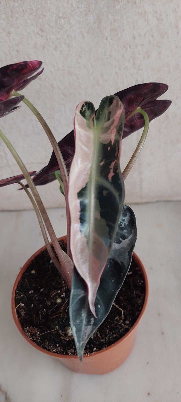 Alocasia Bambino Variegata Pink, Enlèvement