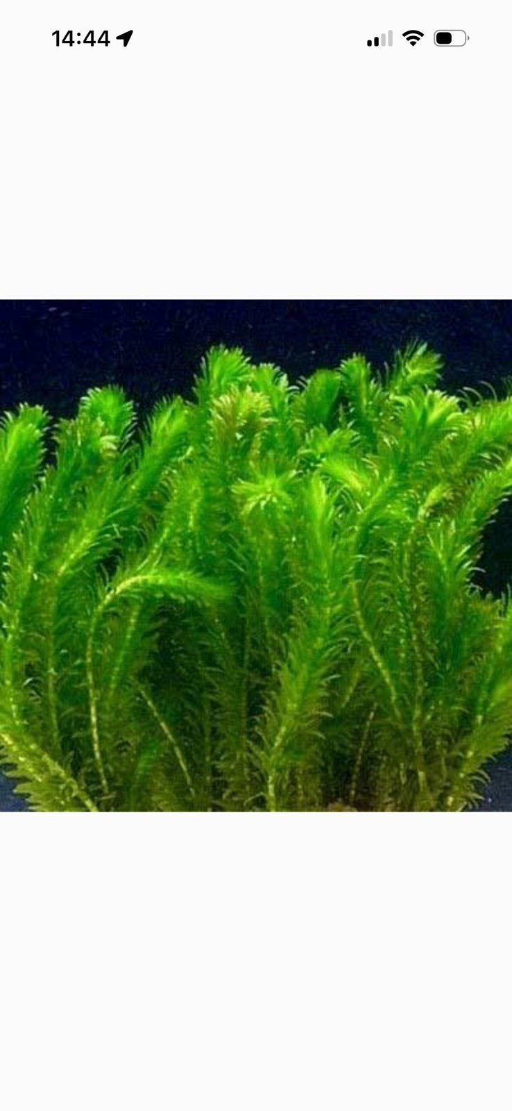 Mooi bosje waterplanten, Enlèvement, Comme neuf