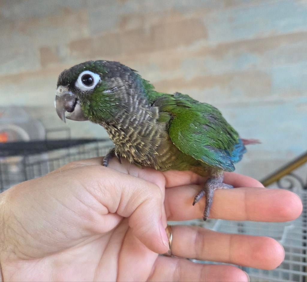 Conure molinae mâle eam, Animaux & Accessoires, Oiseaux | Perruches & Perroquets, Mâle