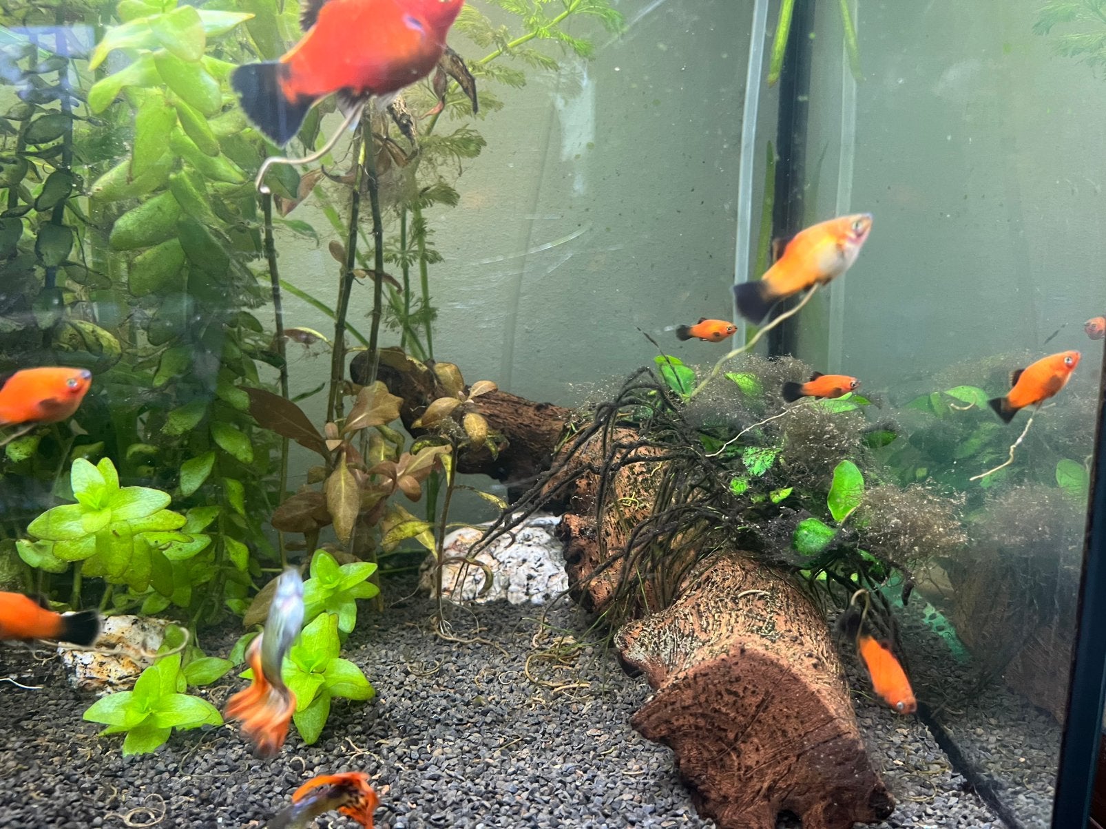 Jonge platy’s te koop, Poisson, Poisson d'eau douce