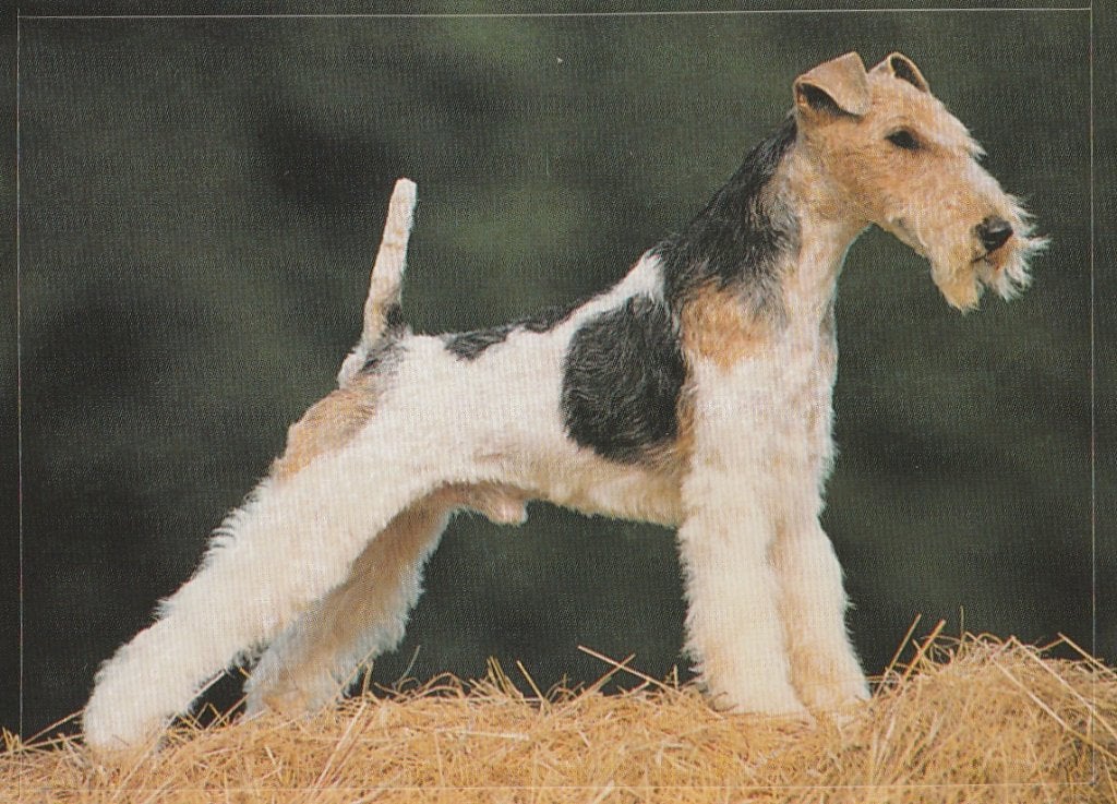 CHROMO  FOX-TERRIER, Verzamelen, Foto's en Prenten, Verzenden, Nieuw, Dier, Prent