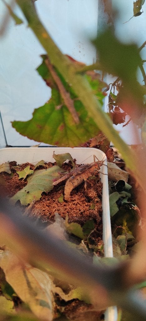 Tisamenus deplanatus "Ilocos" wandelende tak, Dieren en Toebehoren, Wandelende tak