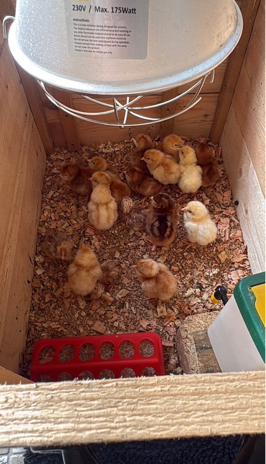 1 Dags kuikens, Dieren en Toebehoren