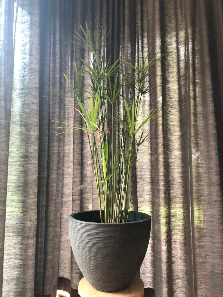 plantes d'intérieur en papyrus exotique -, Enlèvement, En pot