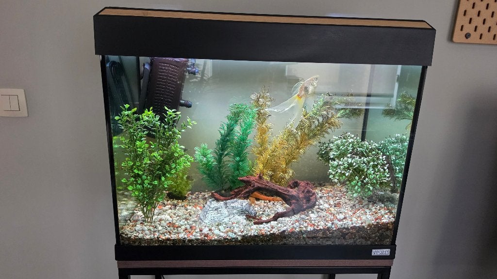 Aquarium Fluval 60 x 35 x 45cm, Ophalen, Gebruikt, Pomp, Gevuld zoetwateraquarium