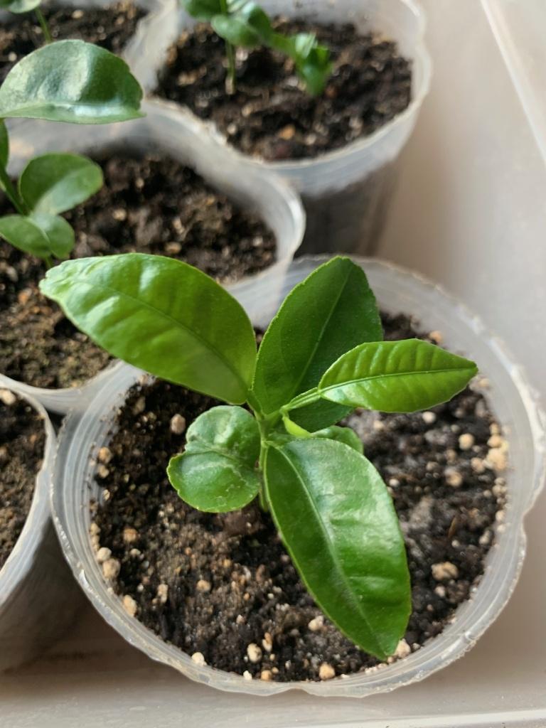 Mandarin de Satsuma, Jardin & Terrasse, Plantes | Arbres fruitiers, Enlèvement ou Envoi, Plein soleil, Autres espèces, Été