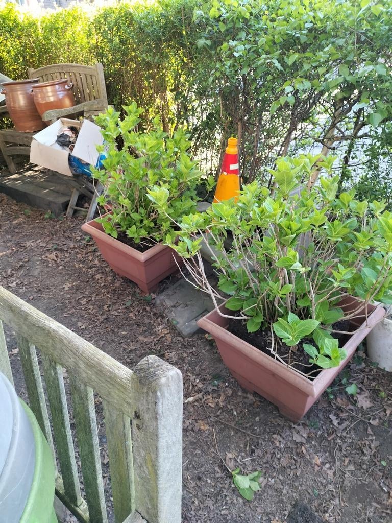 2 Grote Horstensia in bloembak moederdag, Enlèvement