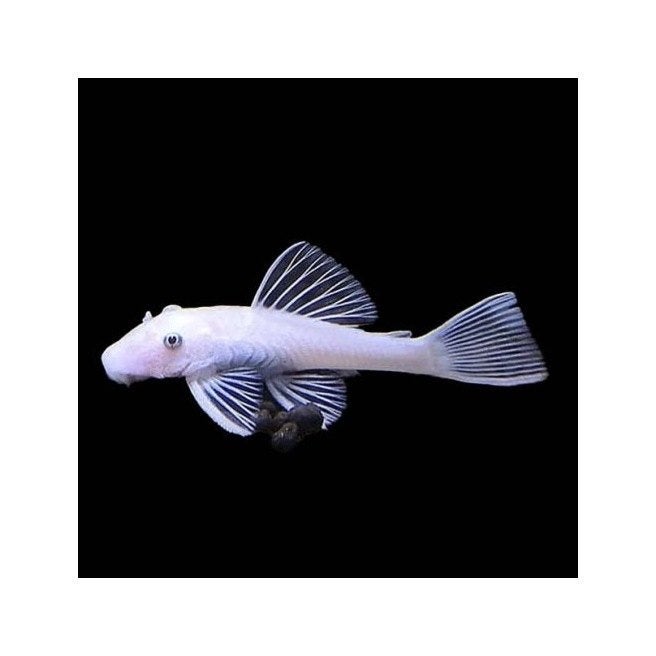 Ancistrus snow white, Dieren en Toebehoren, Vis, Zoetwatervis